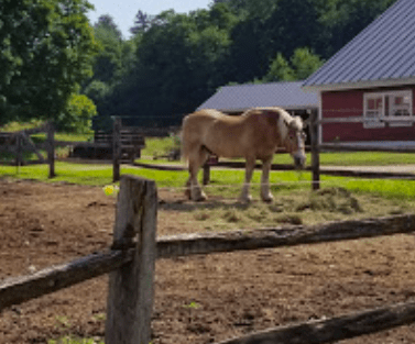 A horse at Stonewall Farm