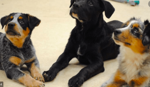 Monadnock Humane Society - MYC